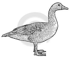 Bean Goose illustration, drawing, engraving, ink, line art, vector