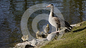 Bean goose parent with chicks.