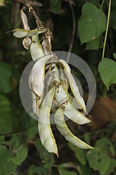 Bean grow in ricefiled