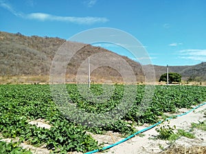irrigated bean cultivation area in a semi-arid area led by family farmers photo