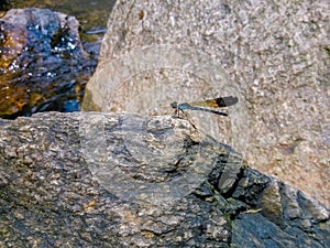 A bean lady was standing on a stone in the stream.