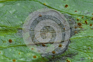 Blight on bean photo