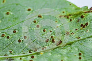 Rust on bean photo