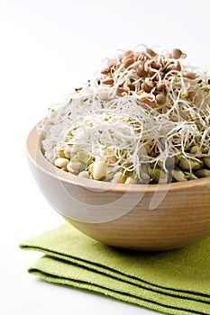 Bean and lentil sprouts