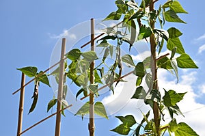 Bean plant climbs over the bamboo ladder, blue sky in background