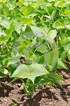 Bean plant closeup