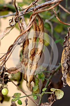 Bean plant with dried shriveled yellow bean pods ready for picking growing in local home garden surrounded with leaves