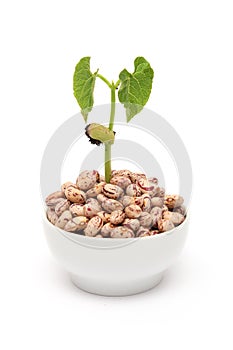 Bean plant growing