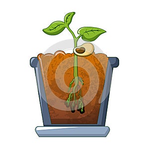 Bean plant growing icon, cartoon style