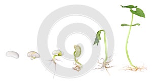 Bean Plant Growing Isolated