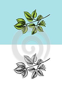 Bean plant growth. Detailed vegetarian food sketch. Hand drawn illustration for menu, label, icon or poster.