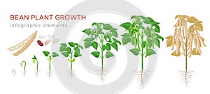 Bean plant growth stages infographic elements in flat design. Planting process of beans from seeds sprout to ripe