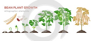 Bean plant growth stages infographic elements in flat design. Planting process of beans from seeds sprout to ripe