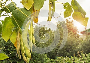 Bean plant with large pods on the background of a garden with trees and the sky on a Sunny summer day, the concept of agriculture