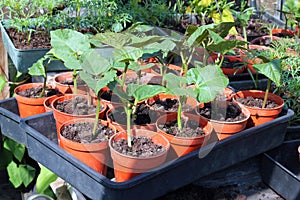 Bean plants in pots.