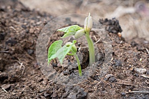 Bean Plants Sprouting in Soil