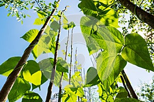 Bean plants on stanchions tend upward toward the sky. View from below