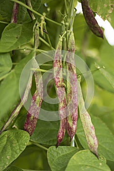Bean pod in the garden, to collect