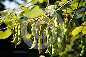 Bean pods in the garden