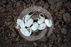 Bean Seed With Germ On Soil Ground Close Up