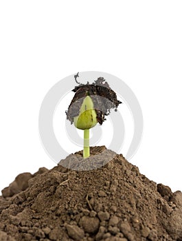 Bean seed germination in ground