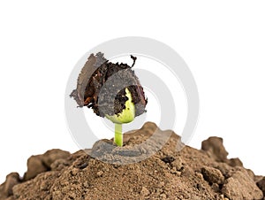 Bean seed germination in ground