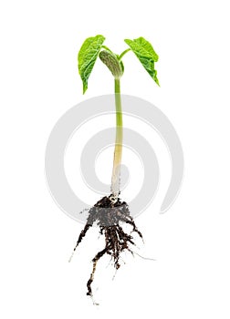 Bean seed germination isolated on white