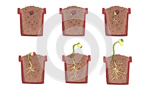 Bean seed germination stages with a pot. Vector illustration.