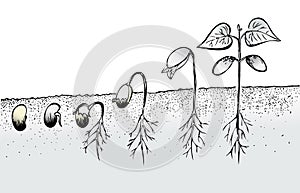 Bean seed germination