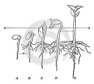 Bean Seed Stages vintage illustration