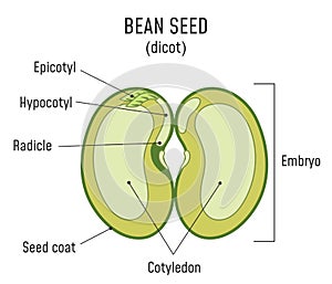 Bean Seed Structure Dicot