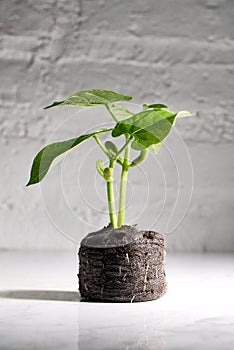 Bean seedlings isolated