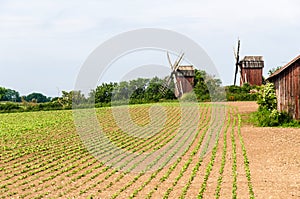 Bean seedlings in rows