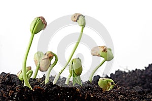 Bean seeds germination photo