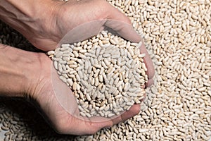 Bean seeds in the hands of a farmer