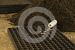 Bean seeds in a seeding tray