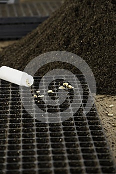 Bean seeds in a seeding tray by peat moss pile