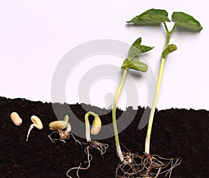 Sequence of germination of the sprout