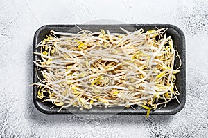 Bean sprout in black plastic container. White background. Top view