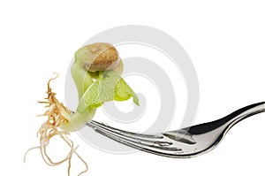 Bean sprout food over white