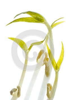 Bean sprout isolated