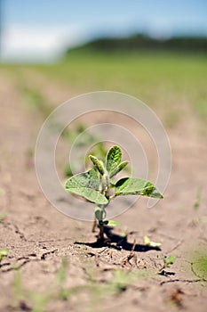 Bean Sprout in an open cultivated farm field