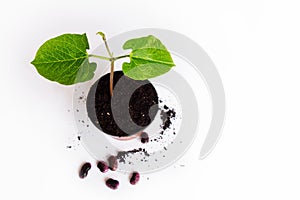 Bean sprout potted, with beans on white background