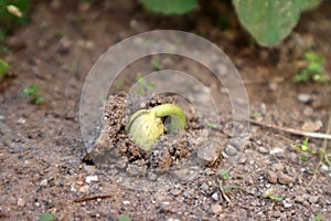 Bean sprout sticking out of the ground, home garden