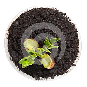 Bean sprout, top view