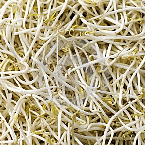 Bean Sprouts