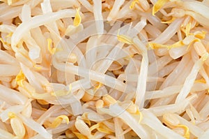 Bean sprouts close up on background