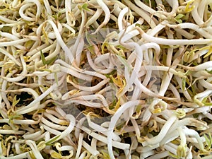 Close up of Bean sprouts photo