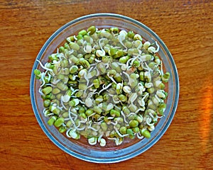 Bean sprouts in the cup with wooden background