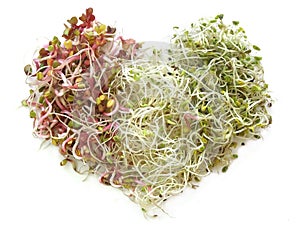 Bean sprouts isolated